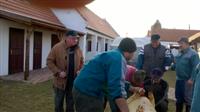 Hagyom�nyteremt� diszn�tor 2015.