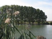 Bakonysz�csi k�pek