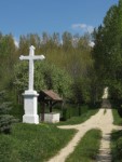 Bakonysz�csi k�pek